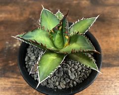 Agave Titanota RedCat Weezle/アガベ チタノタ レッドキャットウィーズル 赤猫 発根済み 送料込み
