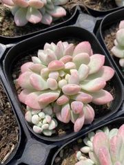 男*屋様 紀之川錦 W557×45株 抜き苗 多肉植物 エケベリア サボテン 韓 大特価 抜き苗 紀之川錦 DP557×45株 多肉植物 エケベリア