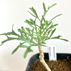 【レア】オトンナ フェザーリーブス ハイブリッド / 塊根植物 コーデックス 多肉植物