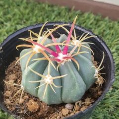 サボテン フェロカクタス 赤城