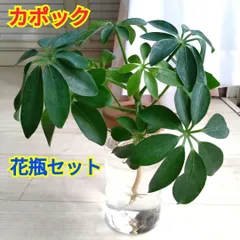 大型 希少 シェフレラ マルコ 曲がり仕立て 10号 バルーン陶器鉢