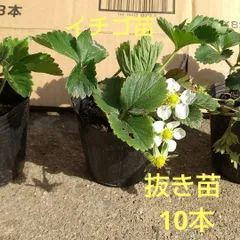 2025年最新】イチゴ苗 宝交早生の人気アイテム - メルカリ
