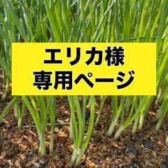 エリカ様専用ページ‼️玉ねぎ苗