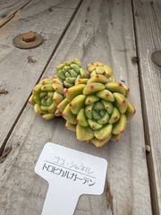 ももりん様　おまとめ　確認
