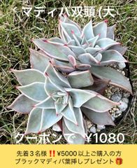マディバ(大 ) 多肉植物 多肉 抜き苗