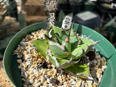 2025年最新】恐竜牙歯の人気アイテム - メルカリ