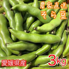 とれたて発送 そら豆 3kg 農家直送 ソラマメ 空豆 蚕豆