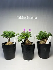 トリコディアデマ　紫晃星　デンサム　紅姫小松　ブルボスム　宙来宝　ステラツム　3種セット　抜き苗　見本画像