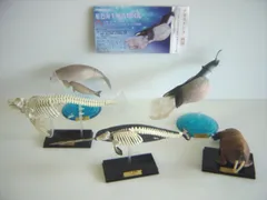 ★Gvi18Kz立体百科事典原色海生哺乳類図鑑シークレット入フル7種 Amazon.co.jp: ☆Gvi18Kz立体百科事典原色海生哺乳類図鑑