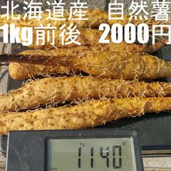 最終出品！　北海道産自然薯　無農薬　無農薬　無化学肥料　自然栽培　1kg前後