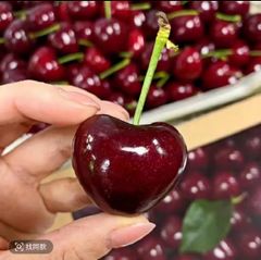 アメリカンチェリー　チェリー　さくらんぼ　南半球産　大粒チェリー　贈り物　お歳暮　正月　土産