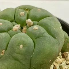 ね*こ様 黒肌疣翠冠玉 自根 鉢植え メルカリ便送料込み 黒肌疣翠冠玉 自根 鉢植え メルカリ便送料込み 2025年最新】