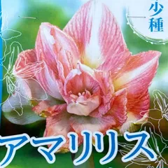 2024年最新】アマリリス球根八重咲きの人気アイテム - メルカリ