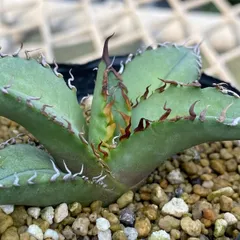 オテロイ　実生 アガベ・チタノタ／オテロイ実生、成長記録②(Agave Titanota