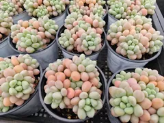 新店オープン！フォロワー限定 1株YK634 ダフニ 多肉植物 花 園芸　レア種 抜き苗