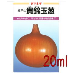 カネコ種苗　貴錦　玉葱　２０ｍｌ