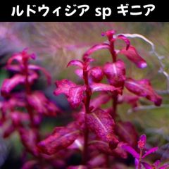ルドウィジア sp ギニア  3本 水中葉  送料無料