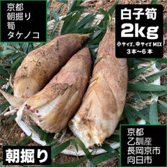 白子タケノコ 2kg箱 京都乙訓産 筍 京都 乙訓 朝堀り タケノコ クール便発送