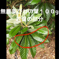山に自生しているびわの葉の若葉の部分100g