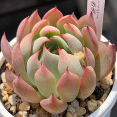 人気レア品種！★赤鬼 多肉植物（抜き苗・速達付）自家栽培 国産