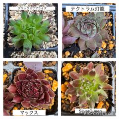 メルカリ便♡センペルビウムセット