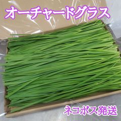 生牧草 オーチャードグラス ネコポス