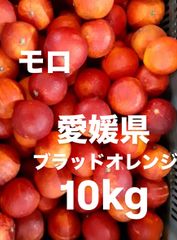 愛媛県産　モロ　ブラッドオレンジ　柑橘　10kg