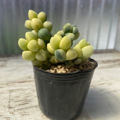 速達＊多肉植物 コルプスクラリア レーマニー錦 抜き苗