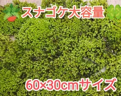 スナゴケ大容量・60×30cmサイズ・お庭・盆栽・植え木周り・グランドカバーのサムネイル