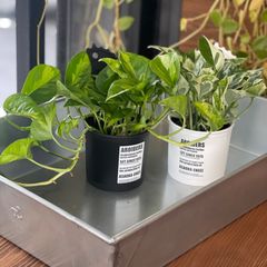 ④ ポトス 2点セット エンジョイ グローバルグリーン 観葉植物