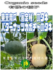 東京南瓜（カボチャ）とバターナッツカボチャの種子各5粒セット販売　無農薬無化学肥料栽培のタネ