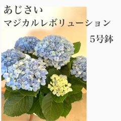 母の日　アジサイ　マジカルレボリューション　☆ハイドランジア☆5号鉢人気品種！　苗・苗木・鉢植え