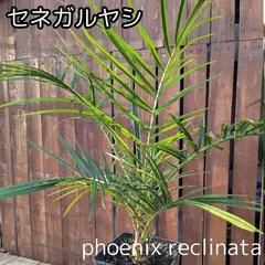 2025年最新】セネガルヤシの人気アイテム - メルカリ