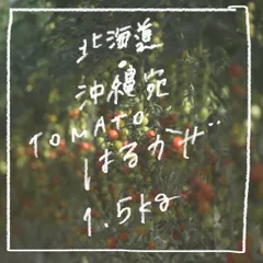 【高糖度】完熟ミニトマトはるかぜ1.5kg 北海道・沖縄専用