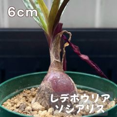 球根植物 レデボウリア ソシアリス