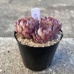 多肉植物 エケベリア ピンクステラ 群生