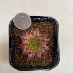 多肉植物　センペルビルム　メッテニー錦(レア)  抜き苗　根付き