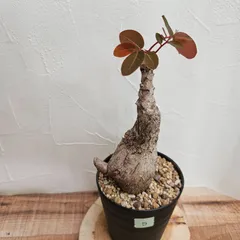 フィランサスミラビリス超美形大株