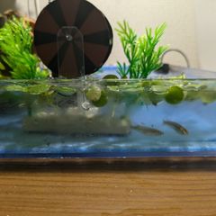 ミニししおどしビオトープ作りに