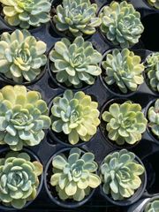 抜き苗 ベリー錦 MY90×18株 ふっくら 多肉植物 エケベリア サボテン 韓国苗 新入荷