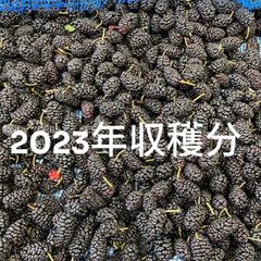【お得！期間限定！】2023年収穫分桑の実大粒1kg　3,950円→3,000円【24%off】