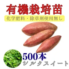 シルクスイート苗500本 シルクスイート芋苗500本