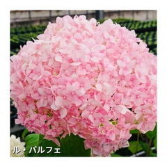 アジサイ：アナベル『ル・パルフェ』（3.5号）新品種　紫陽花　アナベル苗　鉢花　植栽　苗木