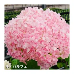 来年育成用アジサイ5種♡メルカリ便 来年育成用アジサイ5種♡メルカリ便 - メルカリ