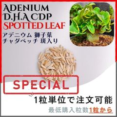 【種子】アデニウム 獅子葉 CDP 斑入り/セット割あり 数量1粒から購入OK