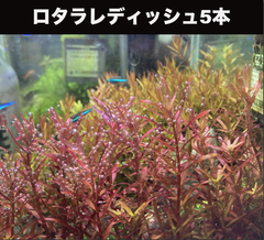 ロタラレディッシュ5本(茎太め)