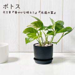 観葉植物 ポトス グリーン 黒プラスチック鉢 4号 黒皿付 ピンク石付 おしゃれ 母の日 鉢植え 人気 ナチュラル インテリア リビング 送料無料 [黒3]