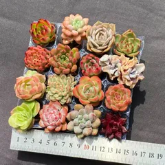 2025年最新】多肉植物エケベリアセットの人気アイテム - メルカリ