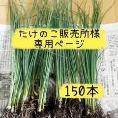 たけのこ販売所様専用ページ❣️九条ネギ苗150本