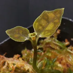 希少　レア　シストーチス　パプア　レッド 2025年最新】シストーチス パプアの人気アイテム - メルカリ